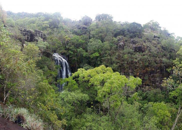Paraná reforça conservação da biodiversidade com apoio do Fundo Verde do BRDE
