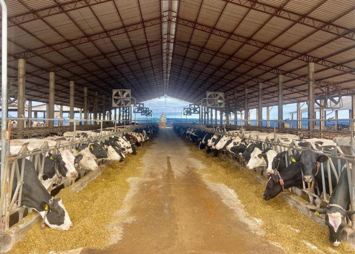 Crédito do BRDE à cadeia do leite do Paraná acelera 84% em 12 meses